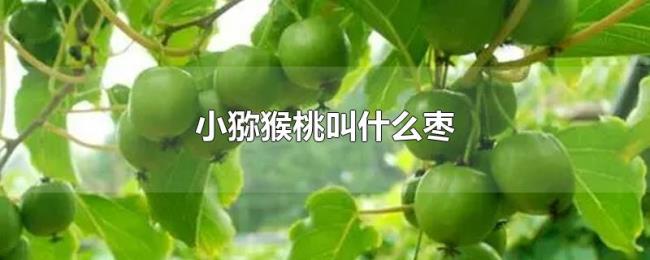 小猕猴桃叫什么枣