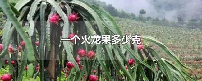 一个火龙果多少克 一个火龙果多少克