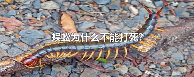蜈蚣为什么不能打死? 蜈蚣为什么不能打死?