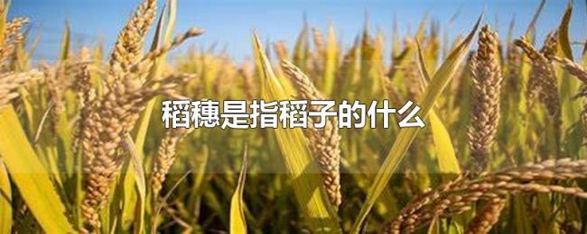 稻穗是指稻子的什么