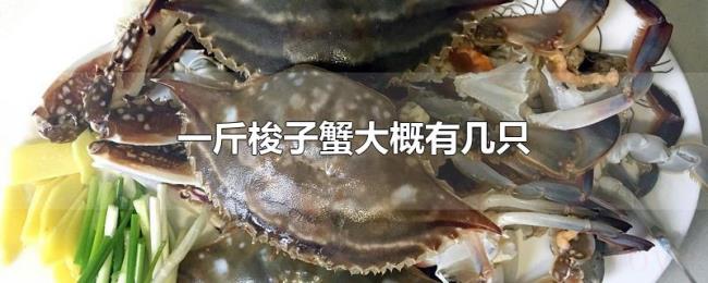一斤梭子蟹大概有几只