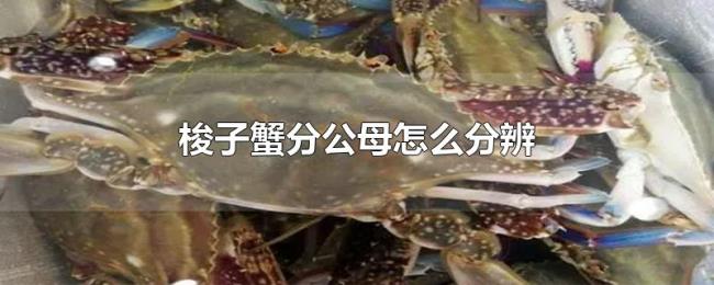 梭子蟹分公母怎么分辨