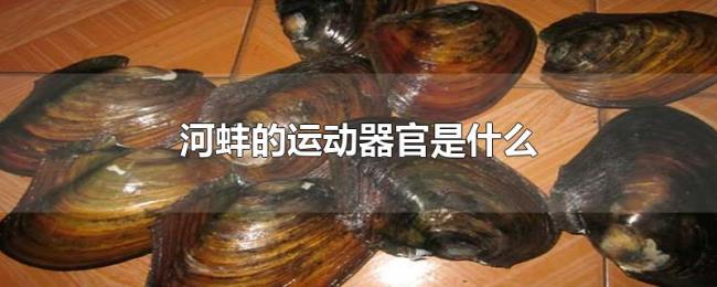 河蚌的运动器官是什么