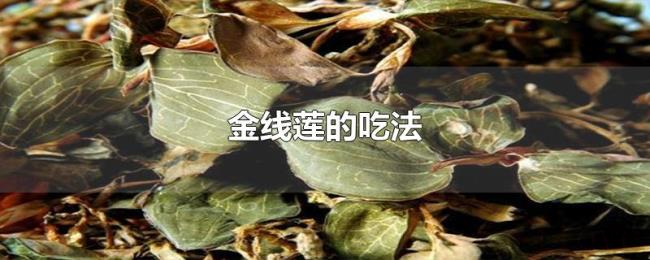 金线莲的吃法 金线莲的吃法
