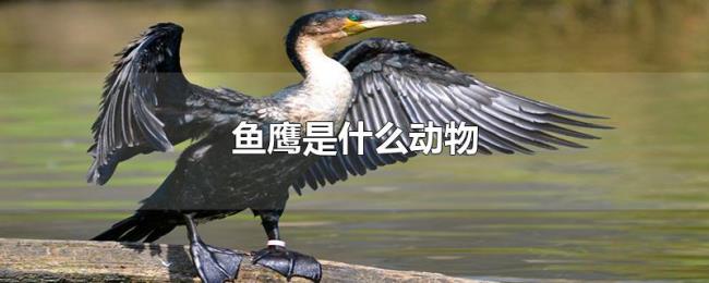 鱼鹰是什么动物 鱼鹰是什么动物