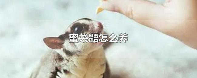 蜜袋鼯怎么养 蜜袋鼯怎么养
