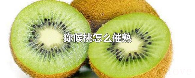 狝候桃怎么催熟 狝候桃怎么催熟