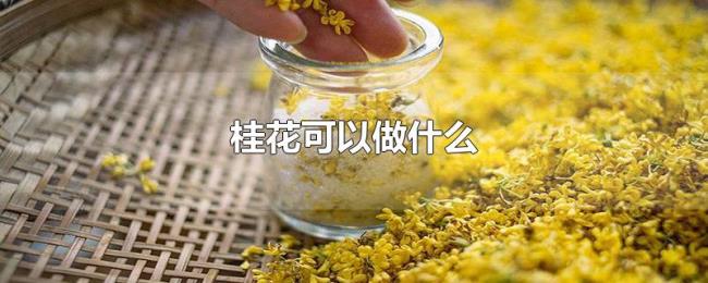 桂花可以做什么 桂花可以做什么