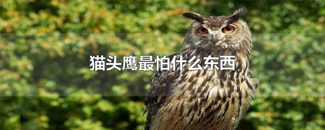 猫头鹰最怕什么东西 猫头鹰最怕什么东西