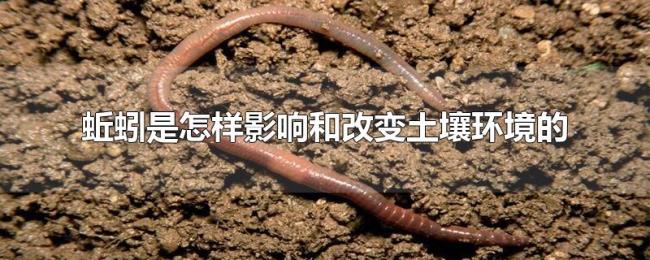 蚯蚓是怎样影响和改变土壤环境的 蚯蚓是怎样影响和改变土壤环境的