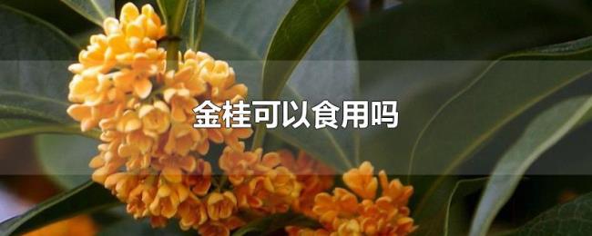 金桂可以食用吗 金桂可以食用吗