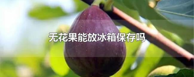 无花果能放冰箱保存吗 无花果能放冰箱保存吗
