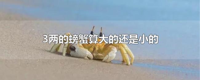 3两的螃蟹算大的还是小的 3两的螃蟹算大的还是小的