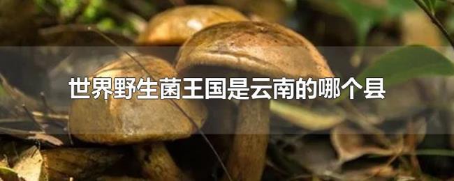 世界野生菌王国是云南的哪个县 世界野生菌王国是云南的哪个县