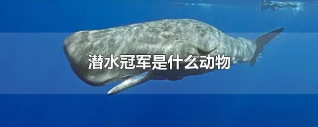 潜水冠军是什么动物 潜水冠军是什么动物
