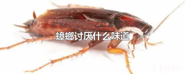 蟑螂讨厌什么味道