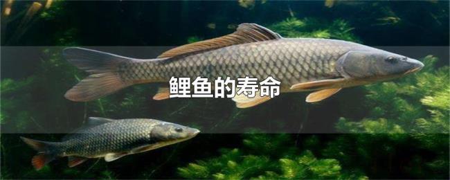 鲤鱼的寿命