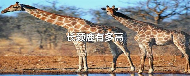 长颈鹿有多高