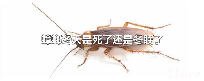 蟑螂冬天是死了还是冬眠了