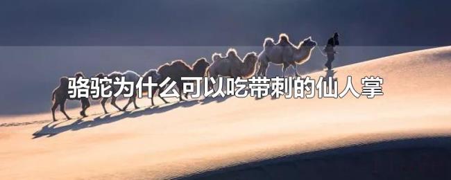 骆驼为什么可以吃带刺的仙人掌
