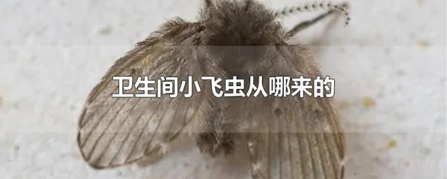 卫生间小飞虫从哪来的 卫生间小飞虫从哪来的
