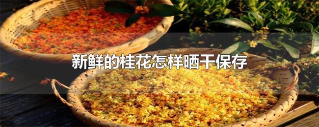 新鲜的桂花怎样晒干保存 新鲜的桂花怎样晒干保存