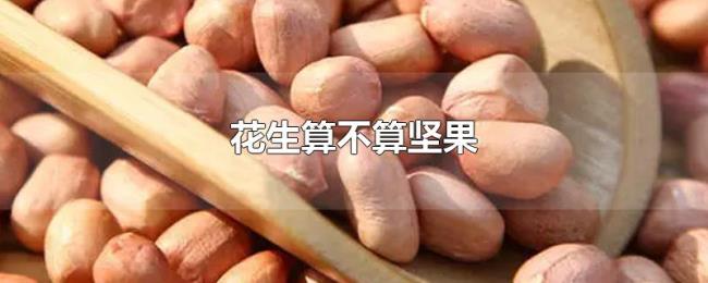 花生算不算坚果 花生算不算坚果