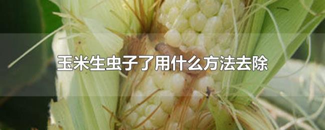 玉米生虫子了用什么方法去除 玉米生虫子了用什么方法去除