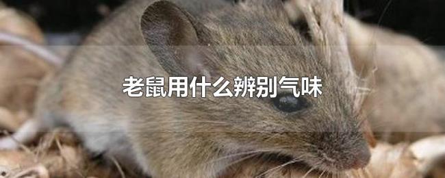 老鼠用什么辨别气味 老鼠用什么辨别气味