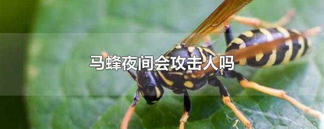 马蜂夜间会攻击人吗