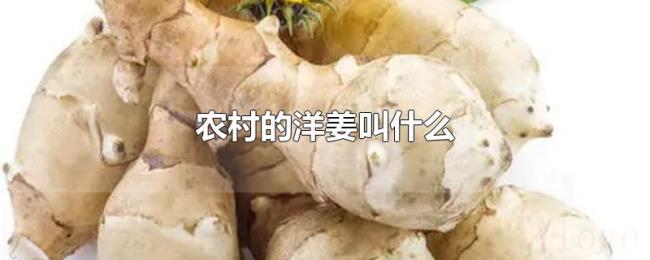 农村的洋姜叫什么