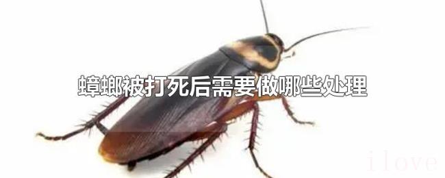 蟑螂被打死后需要做哪些处理