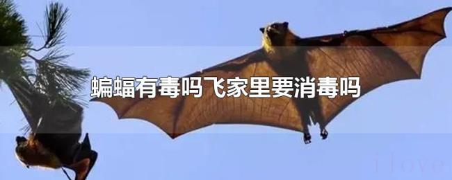 蝙蝠有毒吗飞家里要消毒吗 蝙蝠有毒吗飞家里要消毒吗