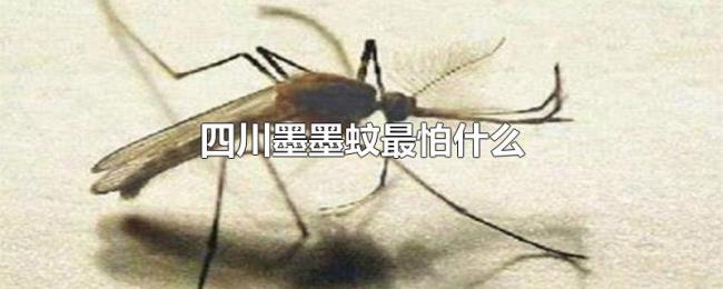 四川墨墨蚊最怕什么