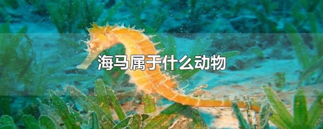 海马属于什么动物 海马属于什么动物
