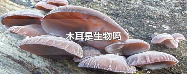 木耳是生物吗