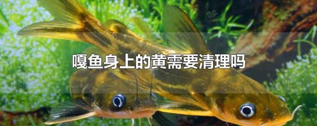 嘎鱼身上的黄需要清理吗 嘎鱼身上的黄需要清理吗