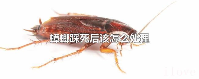 蟑螂踩死后该怎么处理