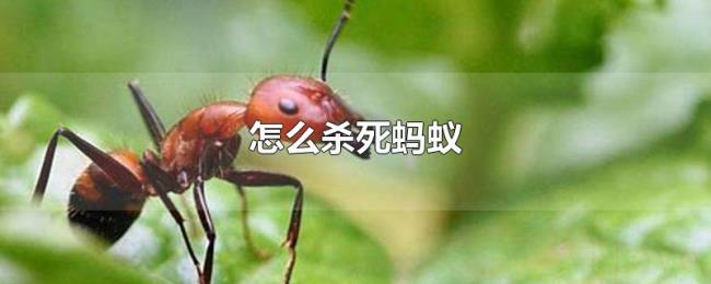 怎么杀死蚂蚁 怎么杀死蚂蚁