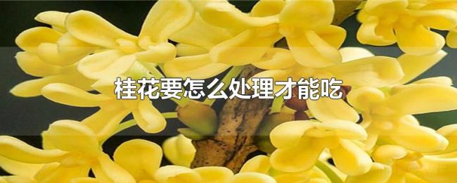 桂花要怎么处理才能吃 桂花要怎么处理才能吃
