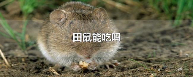 田鼠能吃吗 田鼠能吃吗