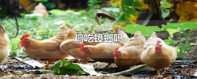 鸡吃蟑螂吗