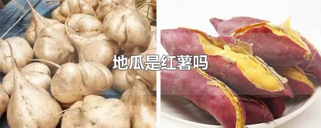 地瓜是红薯吗