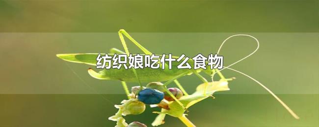 纺织娘吃什么食物