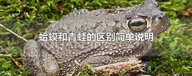 蛤蟆和青蛙的区别简单说明 蛤蟆和青蛙的区别简单说明