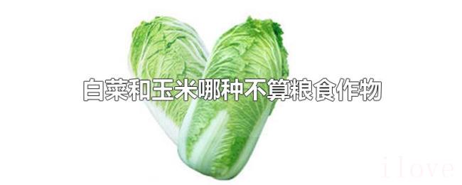 白菜和玉米哪种不算粮食作物