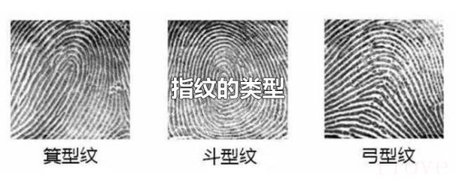 指纹的类型