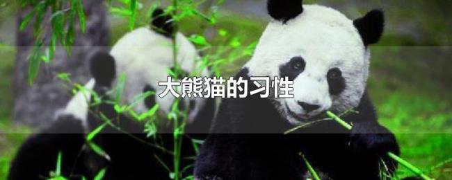 大熊猫的习性