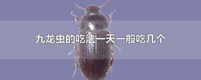 九龙虫的吃法一天一般吃几个