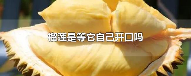 榴莲是等它自己开口吗 榴莲是等它自己开口吗